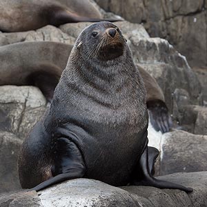 Australian fur seal