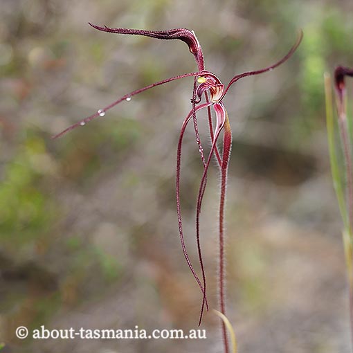 Caladenia filamentosa, Daddy Long-legs, Tasmania, orchid