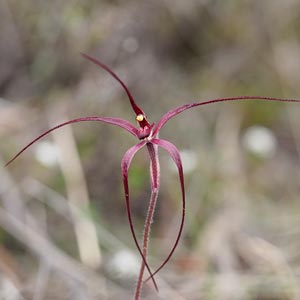 Caladenia filamentosa