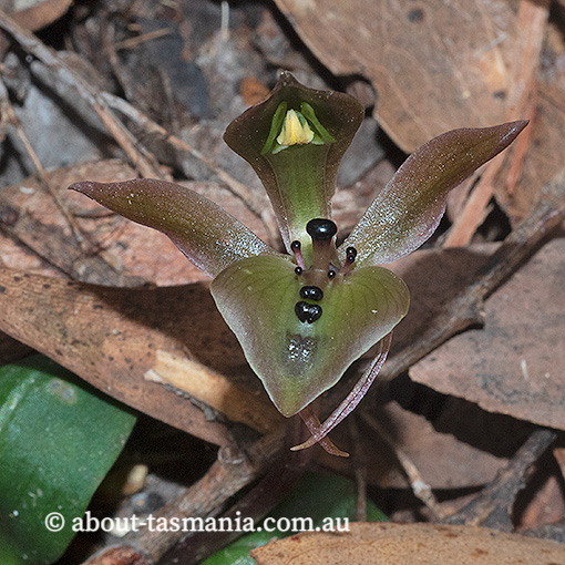 Chiloglottis gunnii, Tall Bird Orchid, Tasmania, flora