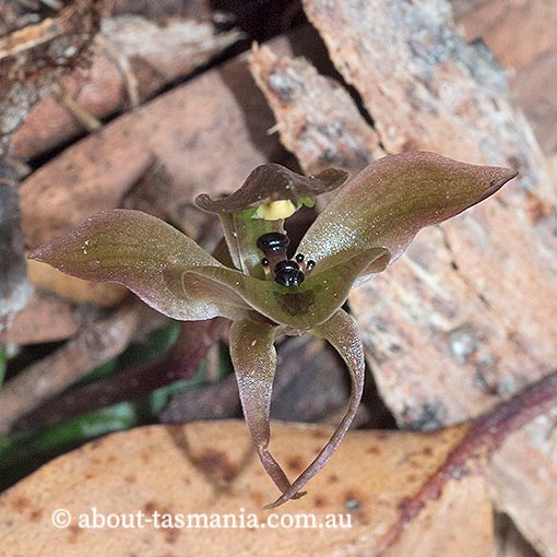Chiloglottis gunnii, Tall Bird Orchid, Tasmania, flora