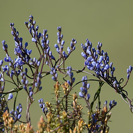 Comesperma volubile, Blue lovecreeper, Tasmania