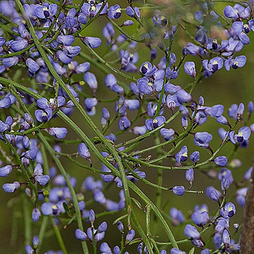 Comesperma volubile, Blue lovecreeper, Tasmania