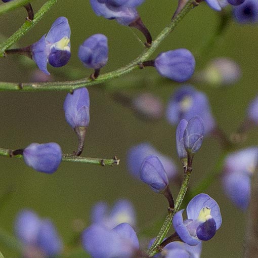 Comesperma volubile, Blue lovecreeper, Tasmania