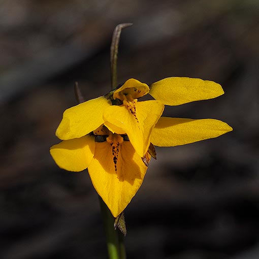 Diuris chryseopsis,<br />
common golden moth orchid, Tasmania