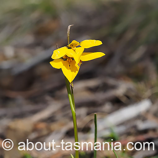 Diuris chryseopsis,<br />
common golden moth orchid, Tasmania