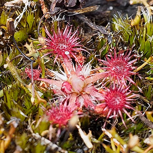 Drosera pygmaea, dwarf sundew, Tasmania