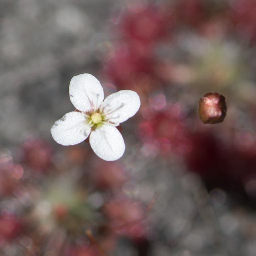 Drosera pygmaea, dwarf sundew, Tasmania