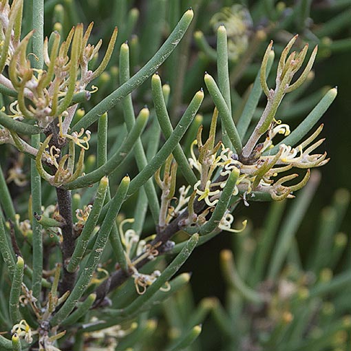 Hakea epiglottis, beaked needlebush, Tasmania