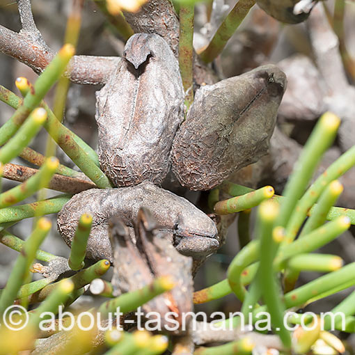 Hakea epiglottis, beaked needlebush, Tasmania