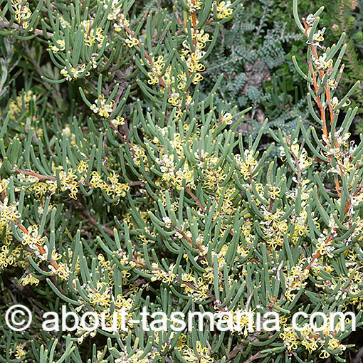 Hakea epiglottis, beaked needlebush, Tasmania