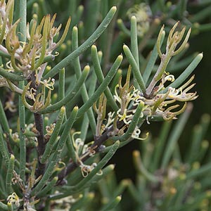 Hakea epiglottis