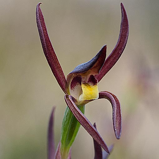 Lyperanthus suaveolens, Brown Beaks, Tasmania
