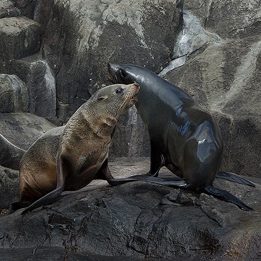 New Zealand fur seal, Arctocephalus forsteri, Tasmania