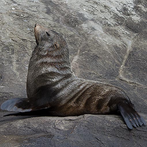 New Zealand fur seal | About Tasmania