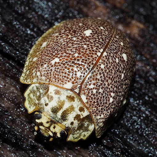 Paropsis aegrota elliottii, Chrysomelidae, Tasmania