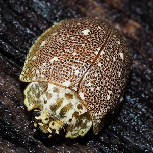 Paropsis aegrota elliottii