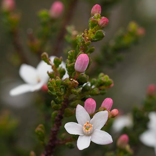 Philotheca verrucosa | About Tasmania