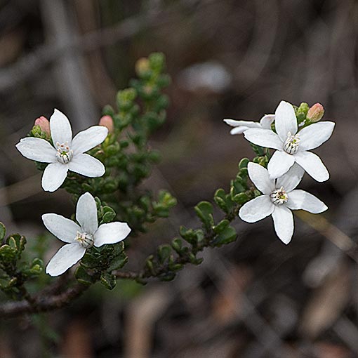 Philotheca verrucosa, Fairy waxflower, Tasmania