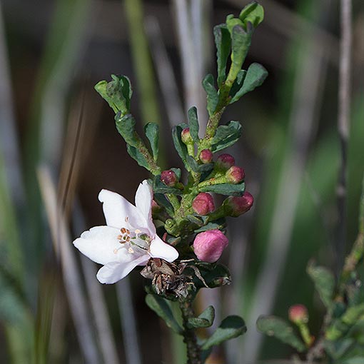 Philotheca verrucosa, Fairy waxflower, Tasmania