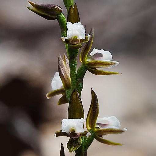 Prasophyllum brevilabre,<br />
Short-lip Leek-orchid, Tasmania