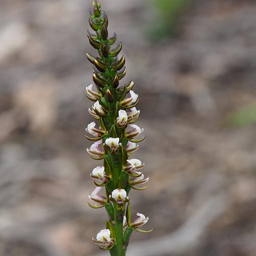 Prasophyllum brevilabre, Short-lip Leek-orchid, Tasmania