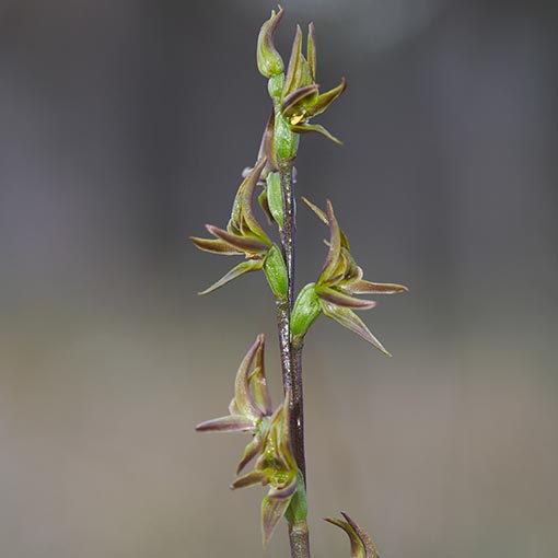 Prasophyllum concinnum,<br />
Trim Leek Orchid, Tasmania