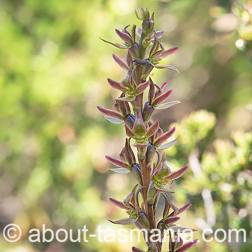 Prasophyllum concinnum,<br />
Trim Leek Orchid, Tasmania