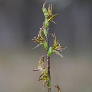 Prasophyllum concinnum