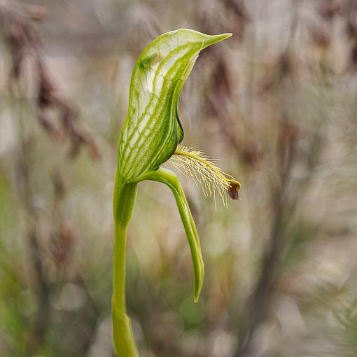 Pterostylis plumosa, Bearded Greenhood, Tasmania