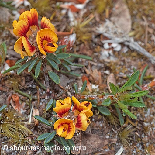 Pultenaea dentata, swamp bushpea, Tasmania