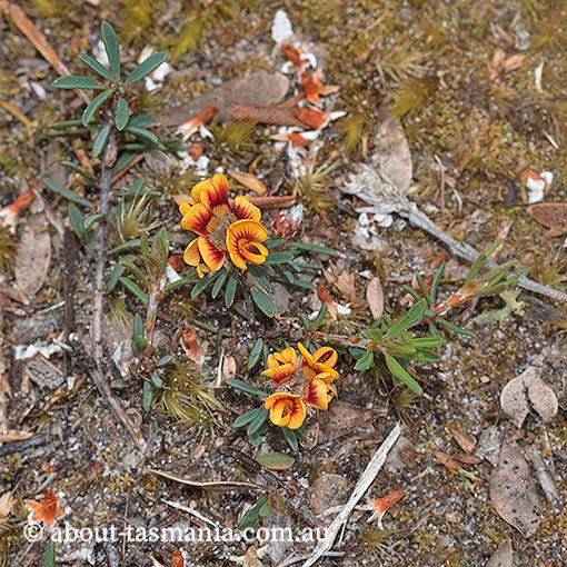Pultenaea dentata, swamp bushpea, Tasmania