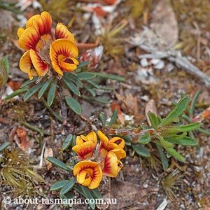 Pultenaea dentata