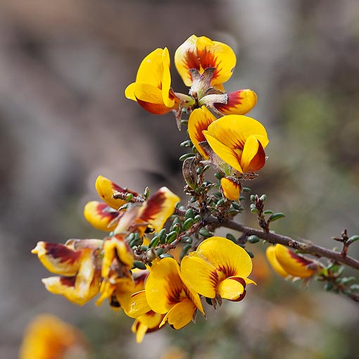 Pultenaea gunnii, golden bushpea, Tasmania