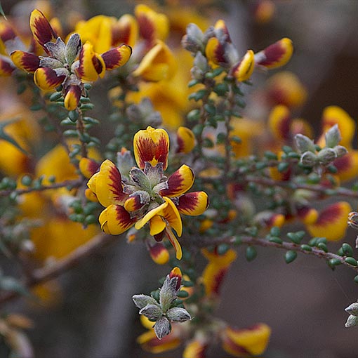 Pultenaea gunnii, golden bushpea, Tasmania
