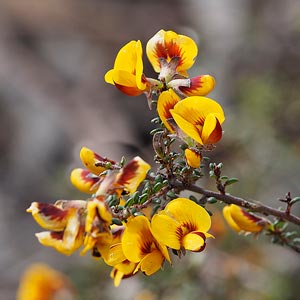 Pultenaea gunnii