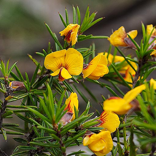 Pultenaea juniperina, prickly beauty, Tasmania