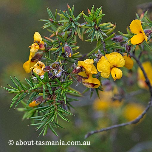 Pultenaea juniperina, prickly beauty, Tasmania