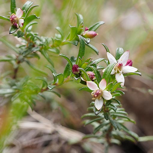 Rhytidosporum procumbens, starry flower, Tasmania
