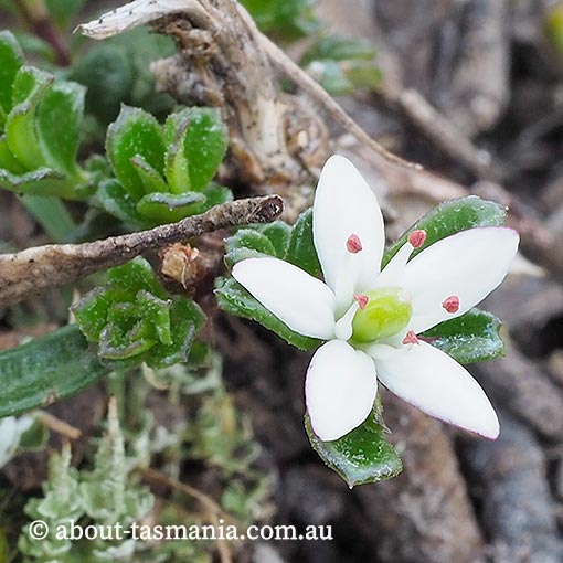 Rhytidosporum procumbens, starry flower, Tasmania