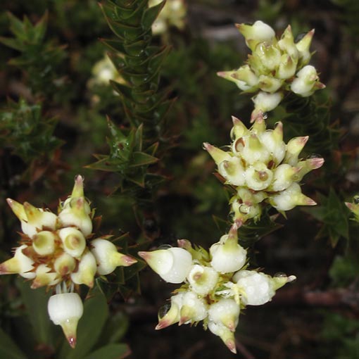 Richea sprengelioides, Rigid candleheath, Tasmania
