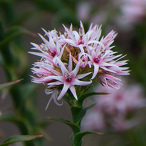 Sprengelia incarnata, Pink swampheath, Tasmania