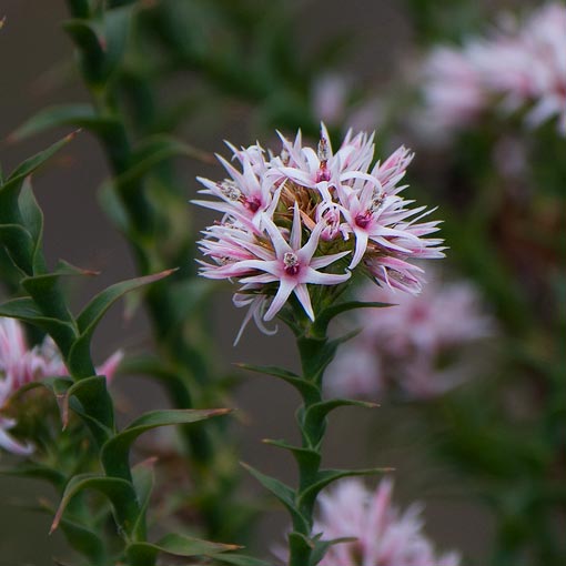 Sprengelia incarnata, Pink swampheath, Tasmania