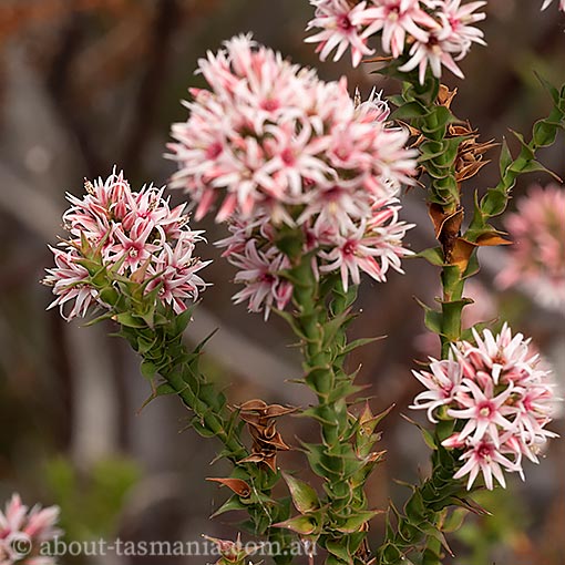Sprengelia incarnata, Pink swampheath, Tasmania