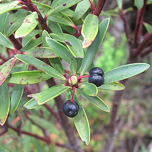 Tasmannia lanceolata, mountain pepper, Tasmania