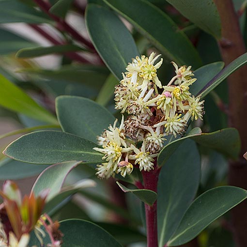 Tasmannia lanceolata, mountain pepper, Tasmania