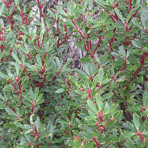 Tasmannia lanceolata, mountain pepper, Tasmania