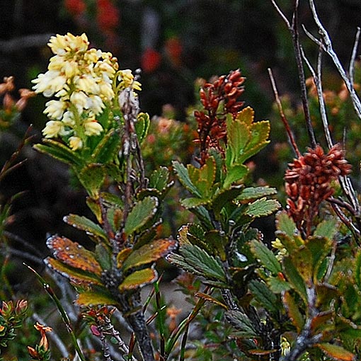 Tetracarpaea tasmannica, delicate laurel, Tasmania