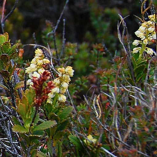 Tetracarpaea tasmannica, delicate laurel, Tasmania
