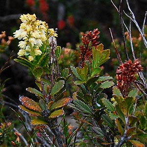 Tetracarpaea tasmannica